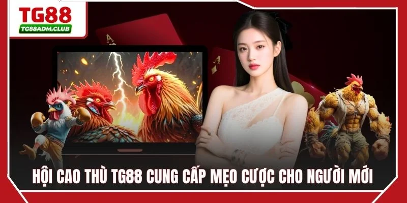 Hội cao thủ TG88 cung cấp mẹo cược cho người mới