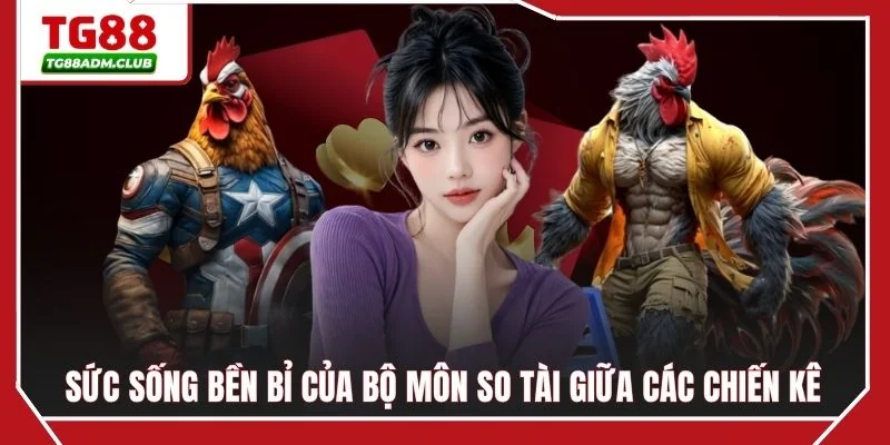 Sức sống bền bỉ của bộ môn so tài giữa các chiến kê