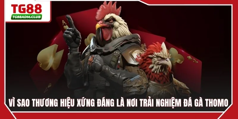 Vì sao thương hiệu xứng đáng là nơi trải nghiệm đá gà Thomo
